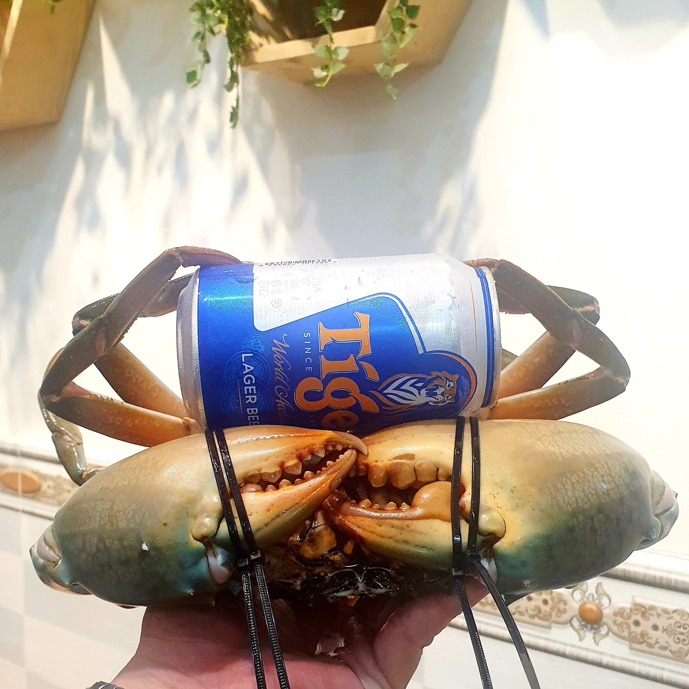 Đấu giá Cua Cà Mau khủng long 1kg