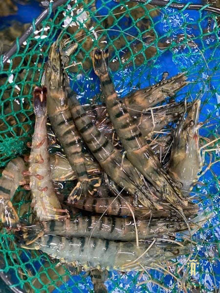 Tôm Sú Sống (nuôi)