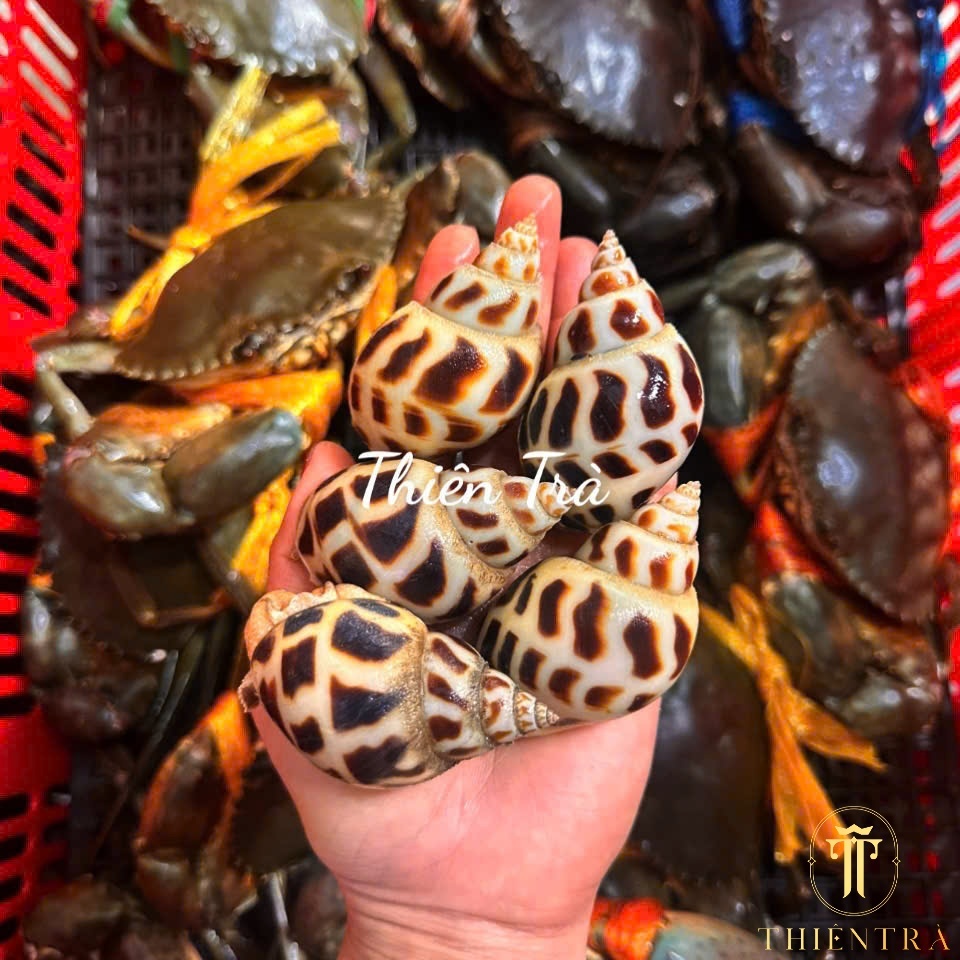 Ốc Hương Cồ Thiên Nhiên