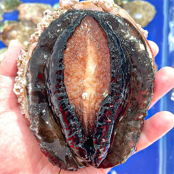 Bào ngư Úc đen