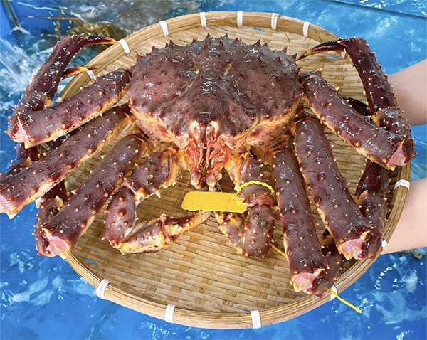 Cua King Crab đỏ