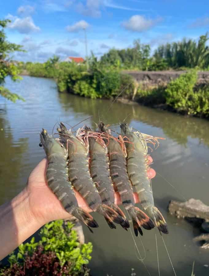 Tôm Sú thiên nhiên Cà Mau